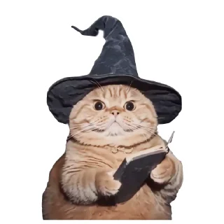 🐱