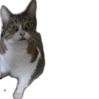 🐱