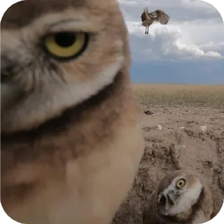 🐦