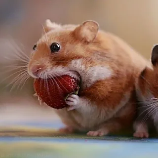 🐹
