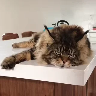 🐈
