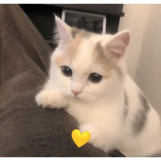 💛