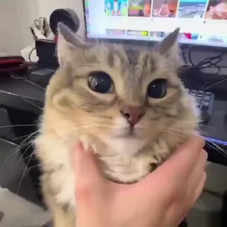 🥺