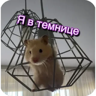 🐹