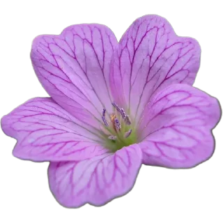 🌺