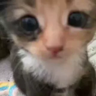 🐈‍⬛