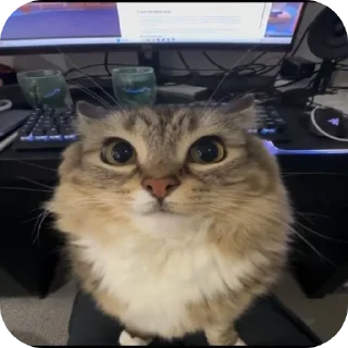 🐱