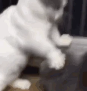 😾