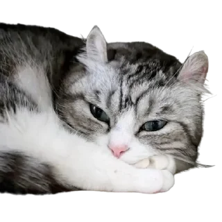 😺
