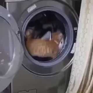 🐱