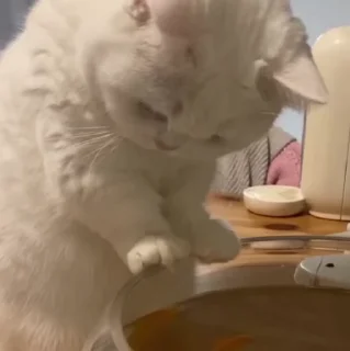 🐱