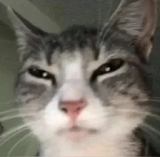 😺