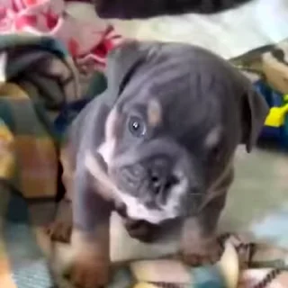 🐕
