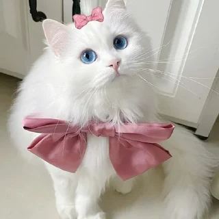🐈