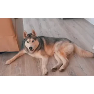 🐶