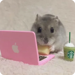 👩‍💻