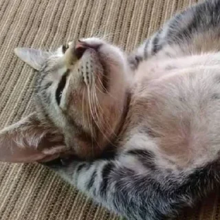 🐈‍⬛