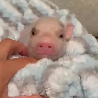 🐽