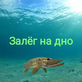 🥷
