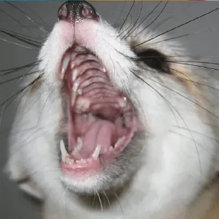 😤