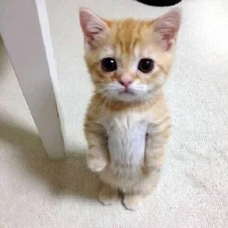 🥺