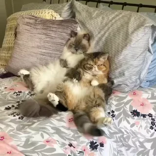 😻