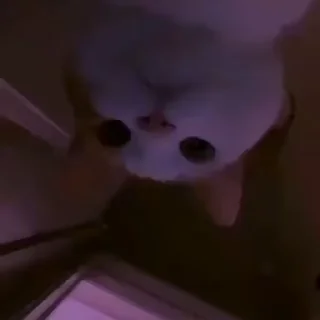 😶