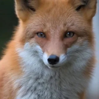 🤩