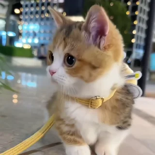 🐈‍⬛️