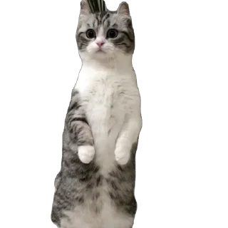 🫥