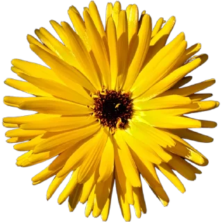 🌼