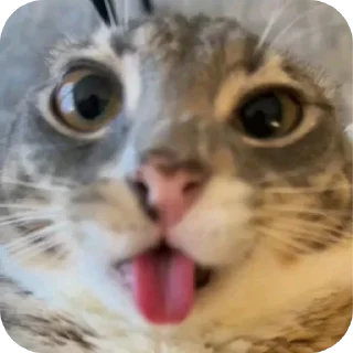 🐱