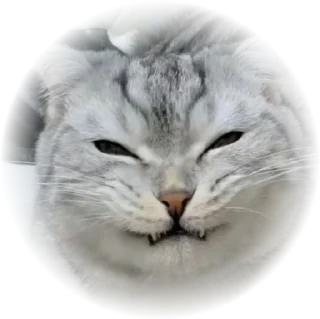Симба @webcamchatik