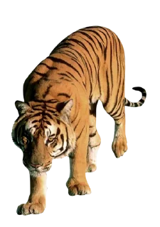 🐅