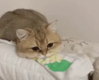 😿