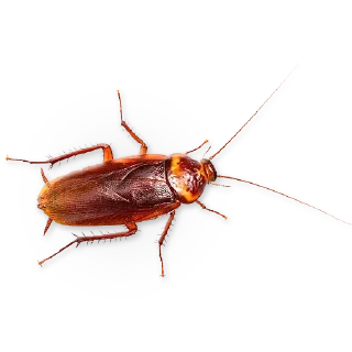 🐞
