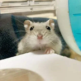 🐹