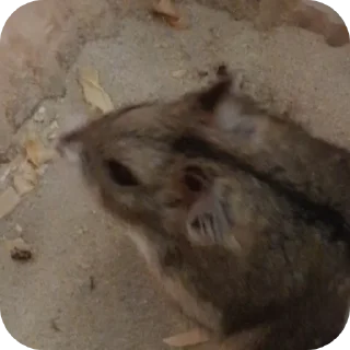 🍲