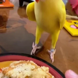 🦜