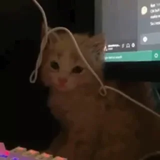 🐱