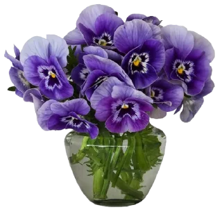 The Violet Flower