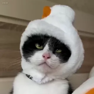 🐾