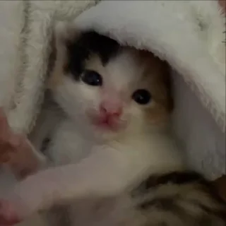 🐈‍⬛