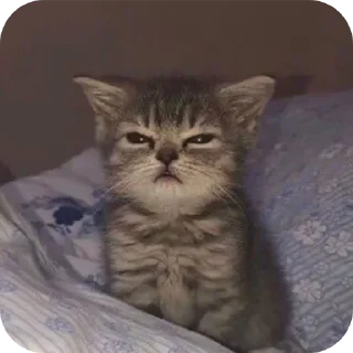 🐱