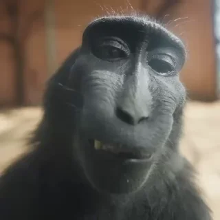🐵