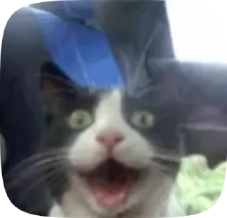 😹