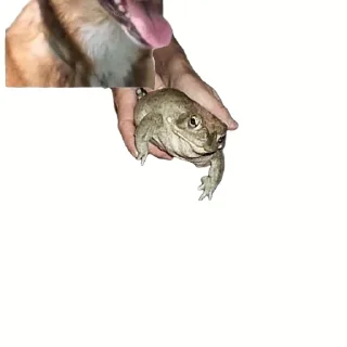 🐸