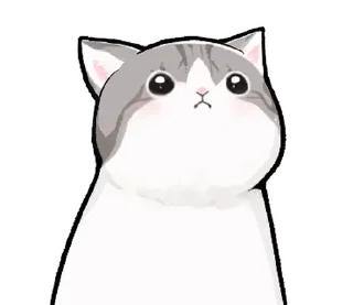 🐱