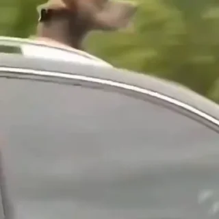 🐕‍🦺