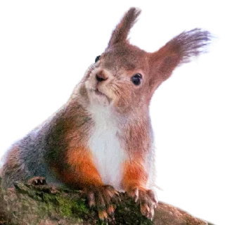 🐿️